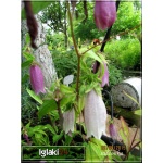 Campanula punctata Rubriflora - Dzwonek kropkowany Rubriflora - różowe, wys. 25, kw 6/7 FOTO