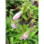 Campanula punctata Rubriflora - Dzwonek kropkowany Rubriflora - różowe, wys. 25, kw 6/7 FOTO