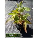 Campanula sibirica - Dzwonek syberyjski - fioletowy, wys 35, kw 7/8 FOTO