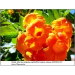 Campsis radicans pomarańczowy - Milin amerykański - pomarańczowy FOTO