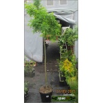 Caragana arborescens Pendula - Karagana syberyjska Pendula - żółte FOTO