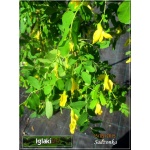 Caragana arborescens Pendula - Karagana syberyjska Pendula - żółte FOTO
