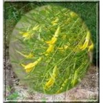 Caragana arborescens Walker - Karagana syberyjska Walker - żółte FOTO