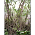 Caragana arborescens Walker - Karagana syberyjska Walker - żółte FOTO