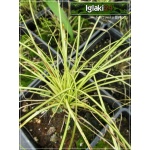 Carex brunnea Janneke - Turzyca ciemna Janneke - liść żółty w środku, wys. 25, kw. 7/9 FOTO