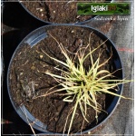 Carex brunnea Janneke - Turzyca ciemna Janneke - liść żółty w środku, wys. 25, kw. 7/9 FOTO