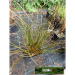 Carex comans Bronze Perfection - Turzyca włosista Bronze Perfection - brązowe, wys. 25 FOTO