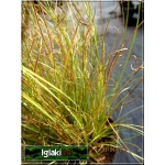 Carex comans Frosted Curls - Turzyca włosista Frosted Curls - wys. 30 C0,5