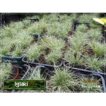 Carex comans Frosted Curls - Turzyca włosista Frosted Curls - wys. 30 FOTO