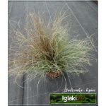 Carex comans Frosted Curls - Turzyca włosista Frosted Curls - wys. 30 C1,5