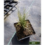 Carex comans Frosted Curls - Turzyca włosista Frosted Curls - wys. 30 C0,5