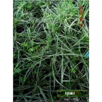 Carex conica Snowline - Turzyca stożkowata Snowline - Carex conica Hime-kan-suge - Turzyca stożkowata Hime-kan-suge - liść biało-paskowany, wys. 20/40, kw 5/6 FOTO