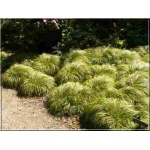 Carex coryophyllea The Beatles - Turzyca wiosenna The Beatles - zielone, gęste kępy wys 20 kw 5/6 FOTO