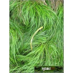 Carex coryophyllea The Beatles - Turzyca wiosenna The Beatles - zielone, gęste kępy wys 20 kw 5/6 FOTO
