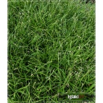 Carex Digitata - Turzyca palczasta - zielone, wys. 30 kw. 4/6 FOTO