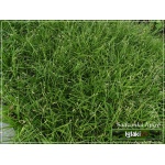 Carex Digitata - Turzyca palczasta - zielone, wys. 30 kw. 4/6 FOTO