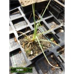 Carex flacca Blue Zinger - Turzyca sina Blue Zinger - niebieski liść, wys 40, kw 6/8 C0,5 