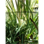 Carex flacca Blue Zinger - Turzyca sina Blue Zinger - niebieski liść, wys 40, kw 6/8 FOTO