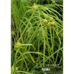 Carex flava - Turzyca żółta - złoto-żółte liście, wys. 40, kw. 6/7 FOTO 