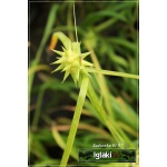 Carex flava - Turzyca żółta - złoto-żółte liście, wys. 40, kw. 6/7 FOTO 