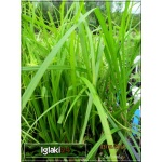 Carex grayi - Turzyca Graya - zielony liść, jeżykowate kłosy, wys. 40, kw 6/7 FOTO 