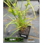 Carex grayi - Turzyca Graya - zielony liść, jeżykowate kłosy, wys. 40, kw 6/7 FOTO 