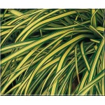 Carex hachijoensis Evergold - Turzyca hachijońska Evergold - zielone, żółto-paskowany, wys 25, kw 6/7 FOTO