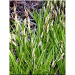 Carex morrowii Ice Dance - Turzyca Morrowa Ice Dance - szeroko białopaskowany liść, wys 45, kw 6/8 FOTO