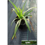 Carex morrowii Ice Dance - Turzyca Morrowa Ice Dance - szeroko białopaskowany liść, wys 45, kw 6/8 C0,5 