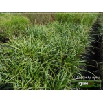 Carex morrowii Irish Green - Turzyca Morrowa Irish Green - ciemnozielony, wys. 30, kw. 6/7 FOTO