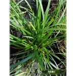 Carex morrowii Irish Green - Turzyca Morrowa Irish Green - ciemnozielony, wys. 30, kw. 6/7 FOTO