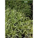 Carex morrowii Vanilla Ice - Turzyca Morrowa Vanilla Ice - zielone z kremowym, wys. 30, kw. 4/6 C0,5