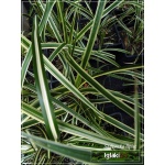 Carex morrowii Vanilla Ice - Turzyca Morrowa Vanilla Ice - zielone z kremowym, wys. 30, kw. 4/6 C0,5