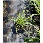 Carex morrowii Vanilla Ice - Turzyca Morrowa Vanilla Ice - zielone z kremowym, wys. 30, kw. 4/6 FOTO