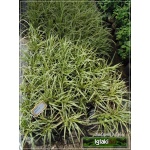 Carex morrowii Vanilla Ice - Turzyca Morrowa Vanilla Ice - zielone z kremowym, wys. 30, kw. 4/6 C2
