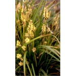 Carex morrowii Variegata - Turzyca Morrowa Variegata - białopaskowane liście, wys 35, kw 5/6 FOTO