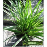 Carex morrowii Variegata - Turzyca Morrowa Variegata - białopaskowane liście, wys 35, kw 5/6 FOTO