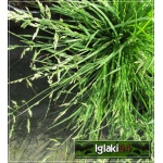 Carex muskingumensis Little Midge - Turzyca muskegońska Little Midge - jasnozielony liść, wys. 30 FOTO