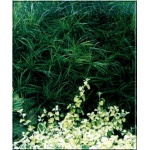 Carex muskingumensis - Turzyca palmowa - palmowe kłosy, wys 60, kw 6/8 FOTO