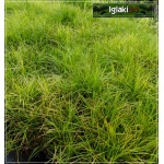 Carex muskingumensis - Turzyca palmowa - palmowe kłosy, wys 60, kw 6/8 FOTO