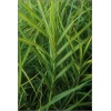 Carex muskingumensis - Turzyca palmowa - palmowe kłosy, wys 60, kw 6/8 C2 xxxy