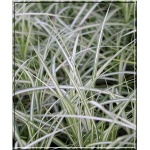 Carex muskingumensis Variegata - Turzyca muskegońska Variegata - janozielone z białymi smugami, wys. 60 FOTO 