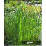 Carex nigra - Turzyca czarna - Turzyca pospolita - niebieskawozielony liść, wys. 30/40, kw. 5/6 FOTO