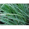 Carex nigra Variegata - Turzyca czarna Variegata - wys 75 FOTO