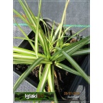 Carex ornithopoda Variegata - Turzyca ptasie łapki Variegata - jasno-paskowany liść, wys 15/25, kw 4/5 C0,5