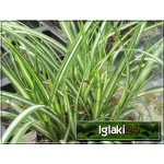 Carex ornithopoda Variegata - Turzyca ptasie łapki Variegata - jasno-paskowany liść, wys 15/25, kw 4/5 FOTO