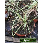 Carex ornithopoda Variegata - Turzyca ptasie łapki Variegata - jasno-paskowany liść, wys 15/25, kw 4/5 FOTO