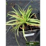Carex ornithopoda Variegata - Turzyca ptasie łapki Variegata - jasno-paskowany liść, wys 15/25, kw 4/5 C0,5