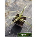 Carex oshimensis Maxigold - Turzyca oszimska Maxigold - zielone z kremowym paskiem, wys. 25, kw. 4/6 FOTO