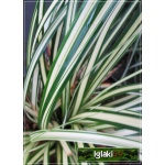 Carex oshimensis Maxigold - Turzyca oszimska Maxigold - zielone z kremowym paskiem, wys. 25, kw. 4/6 FOTO